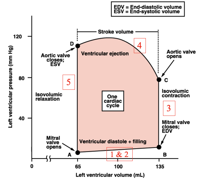 change in volume and pressure

Pressure/volume loop = P x V = area = work, 1 ml = 1 cm^3, area tells us how much work is done by heart,

A: mitral valve opens

B: mitral valve closes, EDV

C: aortic valve opens

D: aortic valve closes, ESV

A → B: passive filling and atrial contraction, steps 1+2 cardiac cycle

B → C: isovolumic contraction, step 3

C → D: ejection of blood into aorta. step 4

D → A: isovolumic relaxation, step 5