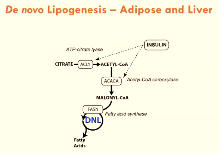 <p>Insulin directly controls <strong>ATP-citrate lyase</strong> through a phosphorylation cascade, which is a key enzyme in de novo lipogenesis.</p>