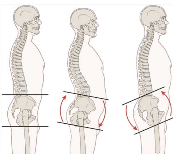 <p>anterior tilt/rotation of the pelvic on the femur (hip joint goes into flexion) </p><p>posterior tilt/rotation of the pelvic on the femur (hip joint goes into extension) </p>