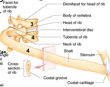 <p>Ribs are typically a bowed, flat bone. </p><p>Made up of a shaft, head, neck and tubercle. The shaft is the main portion.</p><p>The costal groove is an indented line found on inner surface of ribs and it lodges the intercostal nerves and blood vessels.</p><p>The head of rib articulates with vertebral body via 2 facets.</p><ul><li><p> One articulates with the demi-facet on the body of the same numbered thoracic vertebra.</p></li><li><p> The other one on the body of superior vertebra.</p></li></ul><p>The tubercle articulates with the transverse process of the same numbered thoracic vertebra.</p>
