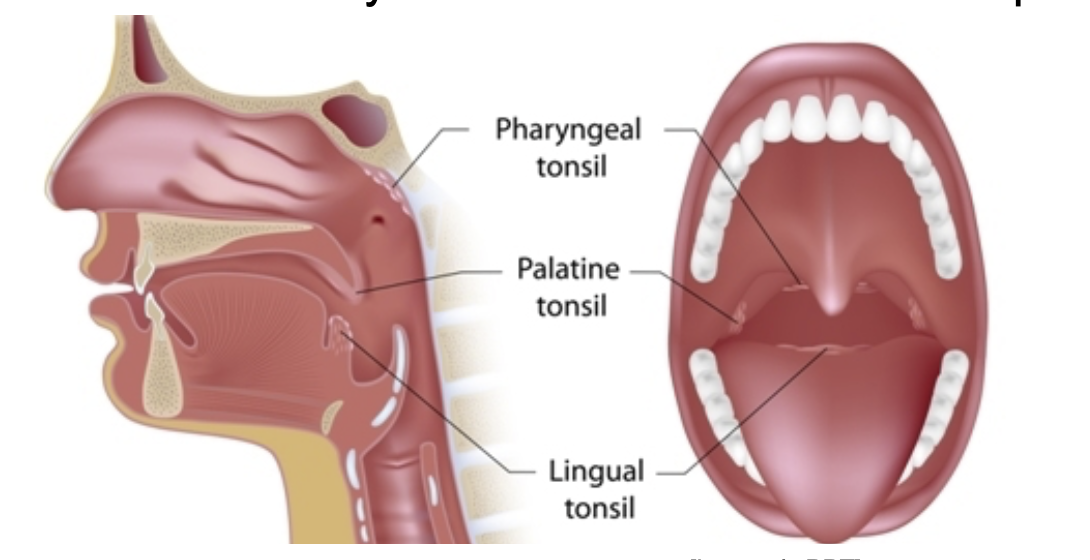 <ol><li><p>Pharyngeal tonsil </p></li><li><p>Palatine tonsil </p></li><li><p>Lingual tonsil</p></li></ol><p></p>