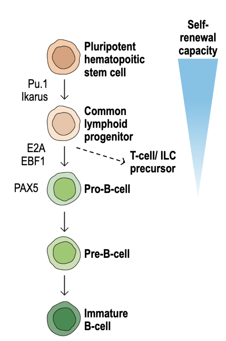 <ul><li><p><span><span>Human bone marrow generates ~60 billion B cells per day (35-55 billion of them will die)</span></span></p></li><li><p><span><span>B cells are derived from the common lymphoid progenitor (</span><strong><span>CLP</span></strong><span>)</span></span></p><ul><li><p><span><span>Transcription factors </span><strong><span>E2A</span></strong><span> and </span><strong><span>EBF1</span></strong><span> drive B cell commitment and BCR rearrangement</span></span></p></li><li><p><span><strong><span>PAX5</span></strong><span> critical for B cell development</span></span></p></li></ul></li><li><p><span><span>Ig rearrangement and selection take place during </span><strong><span>pro</span></strong><span>- and </span><strong><span>pre</span></strong><span>- B cell stages</span></span></p></li><li><p><span><span>Immature B cells migrate through secondary lymphoid tissues and undergo</span></span><br><span><span>additional selection and differentiation</span></span></p></li></ul><p></p><p>E2A and EBF1 commit to B cell lineage, will undergo BCR rearrangement</p><p>PAX5 major factor of rearrangement</p>