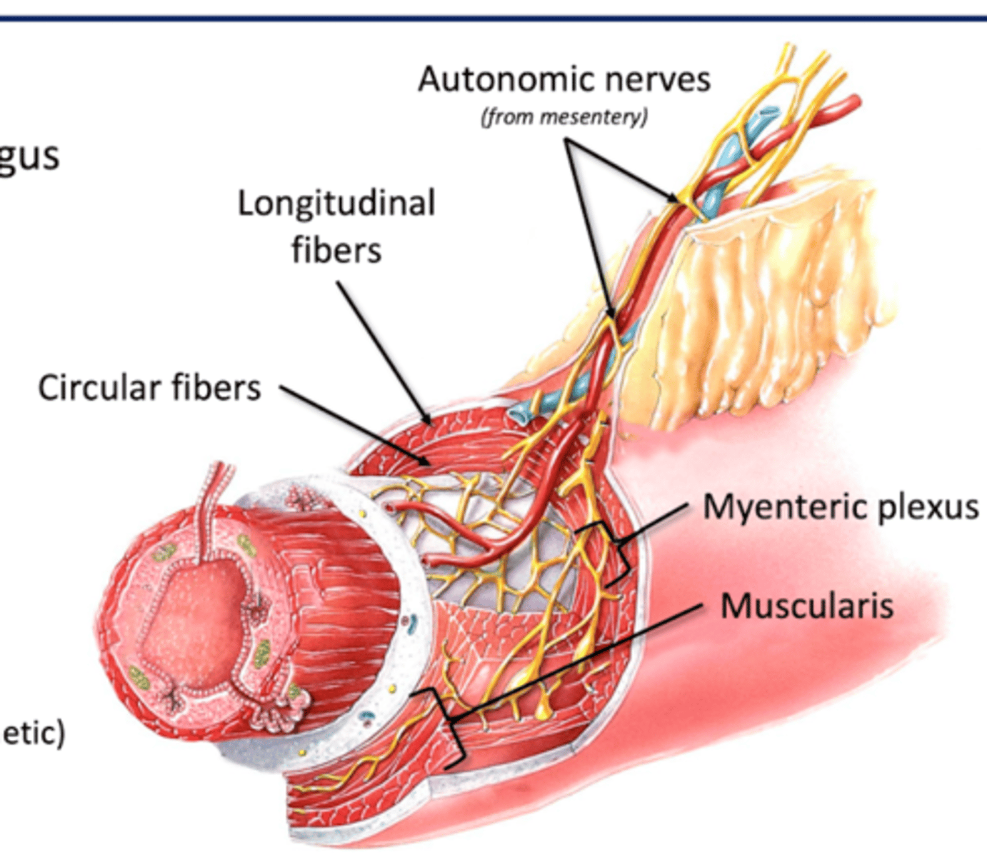 <p>Part of enteric nervous system</p><p>--autonomic (symp and para)</p><p>--enteric </p><p>-Control gut motility (smooth muscle)</p>