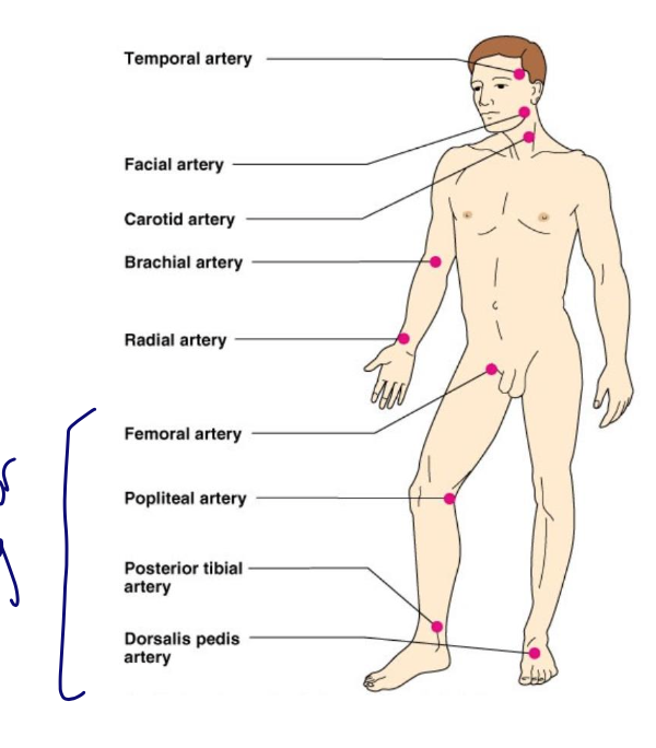 <p>Pulse (arterial) - pulse pressure wave of blood&nbsp;</p><ul><li><p>monitored at pressure points where pulse can be palpated&nbsp;</p></li><li><p>certain arteries are used for assessing PAD - femoral, polietal, tibial, dorsialias</p></li></ul><p>Blood pressure: the pressure of larger arteries</p><p>Resipitory rate&nbsp;</p><p>Body temperature&nbsp;</p><p>all indicative of the efficiney of a system&nbsp;</p><p></p>