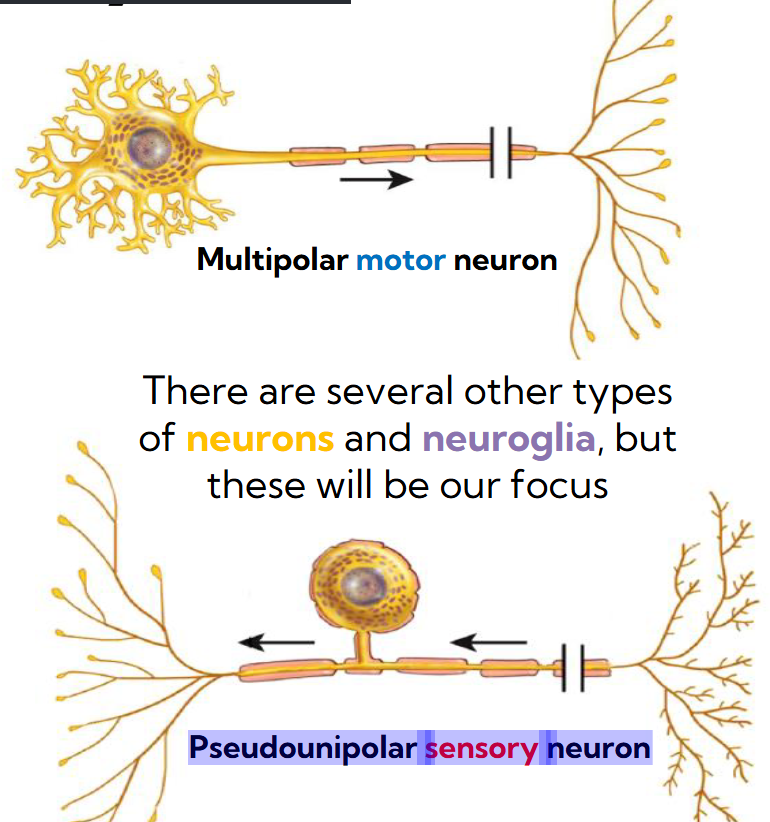 <p>Multipolar motor neuron </p><p>Pseudounipolar sensory neuron</p>