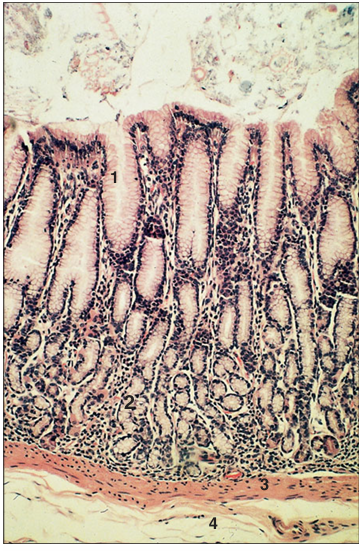 <p>Identify the structure:</p><p>Specie:</p><p>Parts:</p><p>1.__ 2.__ 3.__ 4.__ </p><p>Stain used:</p>