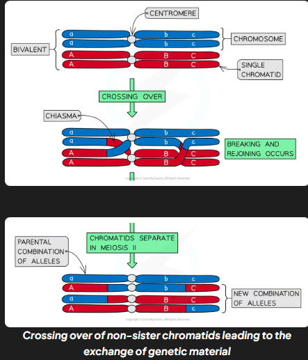 <ul><li><p>during meio I homologous chromosomes pair up and are very close in proximity to each other</p></li><li><p>non-sister chromatids can cross over and get entagled</p></li><li><p>crossing points = chiasmata</p></li><li><p>entaglement places stress on dna mols </p></li><li><p>as a result section of chromatid from one chromosomes may break and rejoin w chromatid from other chromosome</p></li></ul><p></p>