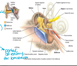 <ul><li><p>consists of the auditory ossicles</p><ul><li><p>smallest bone in the body</p></li><li><p>malleus: located against the tympanic membrane of the external ear</p></li><li><p>incus</p></li><li><p>stapes: against the oval window of the inner ear </p></li><li><p>“mis”</p></li></ul></li><li><p>also contains the eustachian tube (auditory tube)</p><ul><li><p>connects to the nasopharynx</p></li><li><p>portal of entry for bacteria</p></li></ul></li><li><p>functions to conduct sound</p></li></ul><p></p>