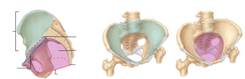 <p>What is the green area? What organs does it hold? What imaginary border seperates it from the purple area?</p>