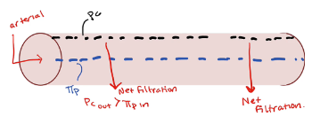 → Net filtration occurs through whole vessel thus ↓fluid in blood and it accumulates in tissue