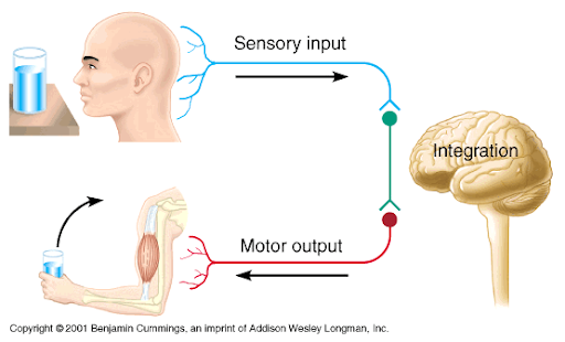 <p>overall function - coordinate the body’s systems by receiving and sending information, maintaining homeostasis</p>