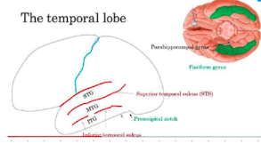 <ul><li><p>separates MTG and ITG</p></li></ul>