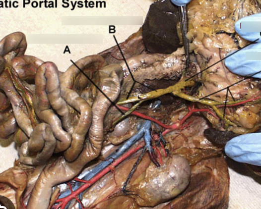 <p>yellow vessel, intestines to liver</p>