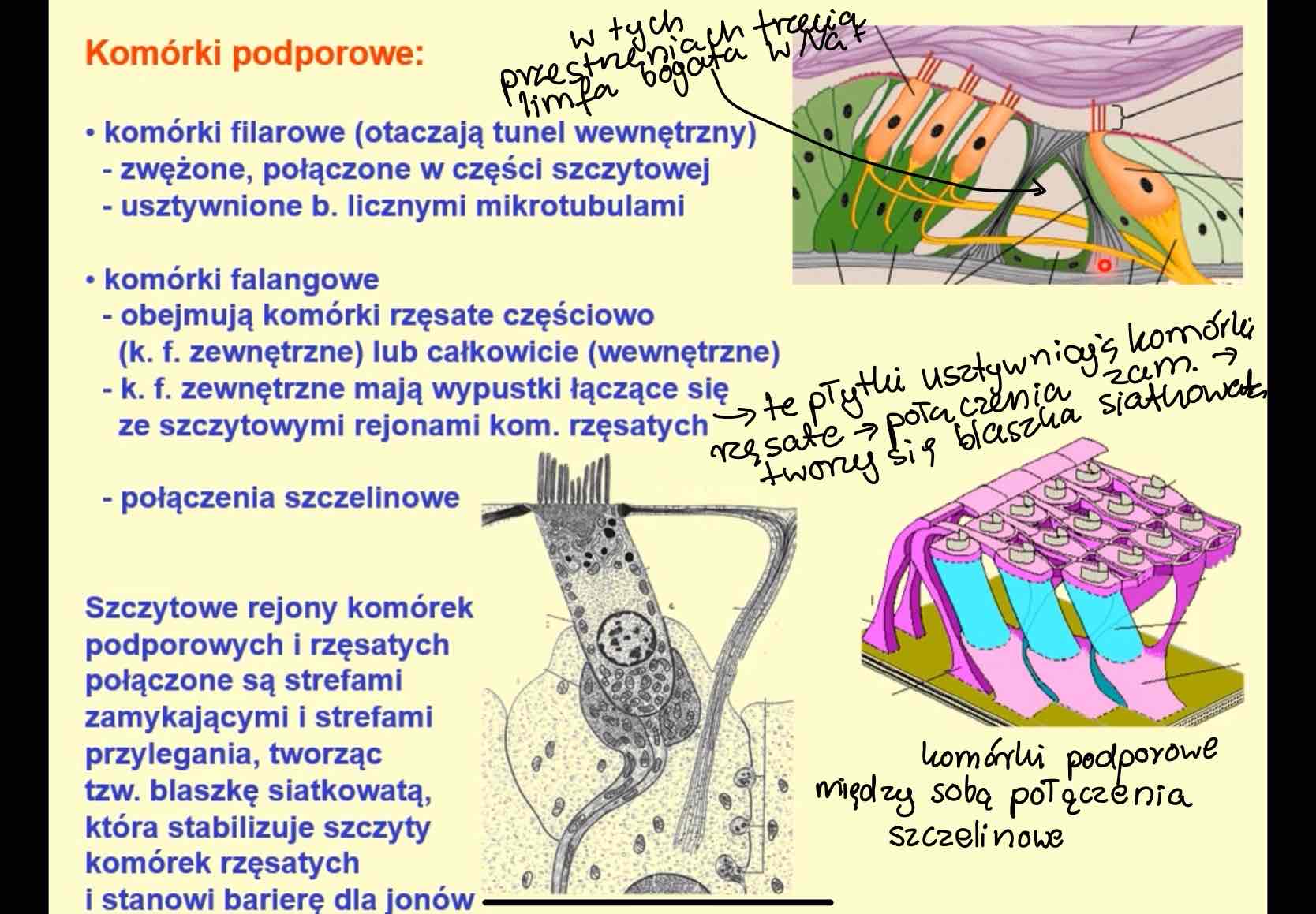 <p><span>szczytowe rejony komórek podporowych i rzęsatych połączone są strefami zamykającymi i strefami przylegania, tworząc blaszka siatkowatą, która stabilizuje szczyty komórek rzęsatych i stanowi barierę dla jonów</span></p>
