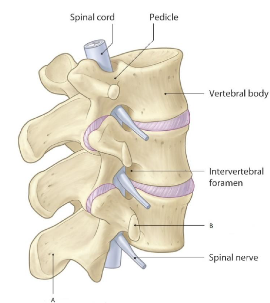 <p>A: spinous process B: invertebral arrticulation(facet)</p>
