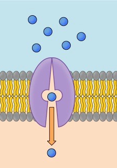 <p>A type of protein that helps with facilitated diffusion and active transport. </p>