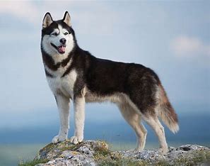<p>its white and has blue eyes and its super cute its a super dramatic dog a si…</p>