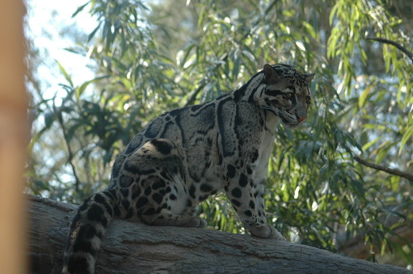 <p>arboreal, hunt primates, porcupines, pangolins, and squirrels, careful management needed because of male on female aggression</p>