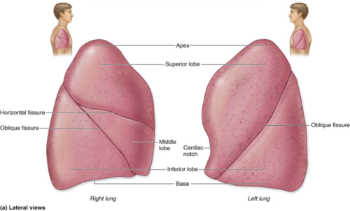 <ol><li><p>Apex - superior part of the lung</p></li><li><p>Base - inferior part of the lung </p></li></ol><p></p>