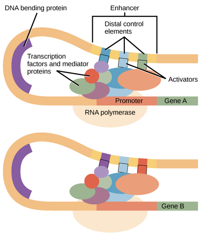 <p><u>a transcription factor that binds the TATA box:</u></p><ul><li><p>recruits <mark data-color="yellow" style="background-color: yellow; color: inherit">additional transcription factors</mark> to <mark data-color="yellow" style="background-color: yellow; color: inherit">form a complex</mark> here</p></li></ul><p><u>RNA polymerase can bind to upstream sequence:</u></p><ul><li><p>phosphorylated &amp; part of protein is released from DNA</p></li><li><p><mark data-color="yellow" style="background-color: yellow; color: inherit">in proper orientation for TRANSCRIPTION</mark></p></li></ul><p></p>