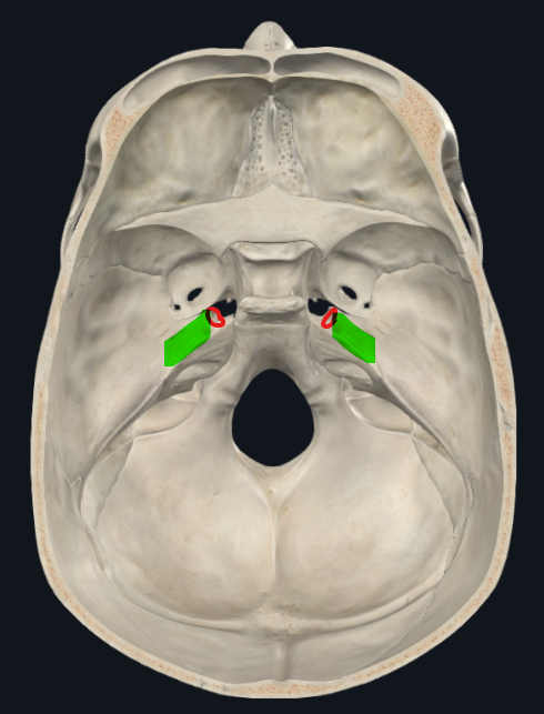 <ul><li><p>Fosa craneal media</p><p></p></li></ul><p></p>