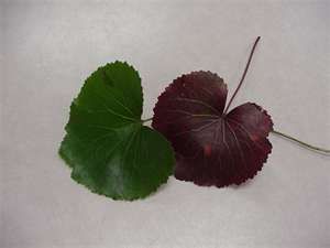 <p>What is the scientific name for this plant?</p>
