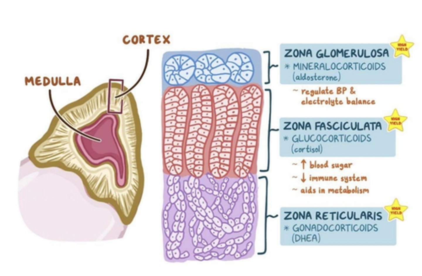 <p>zona reticularis of the adrenal cortex</p>