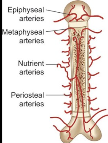 <ol><li><p>Periosteal Arteries (periosteum)</p></li><li><p>Nutrient Arteries (diaphysis)</p></li><li><p>Metaphysical Arteries (metaphysis)</p></li><li><p>Epiphyseal Arteries (epiphysis)</p></li></ol><p></p>