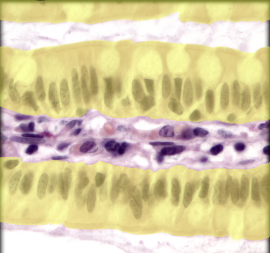 <p>Identify tissue by the image</p>