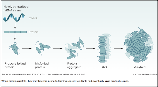<p>What is amyloidosis?</p>