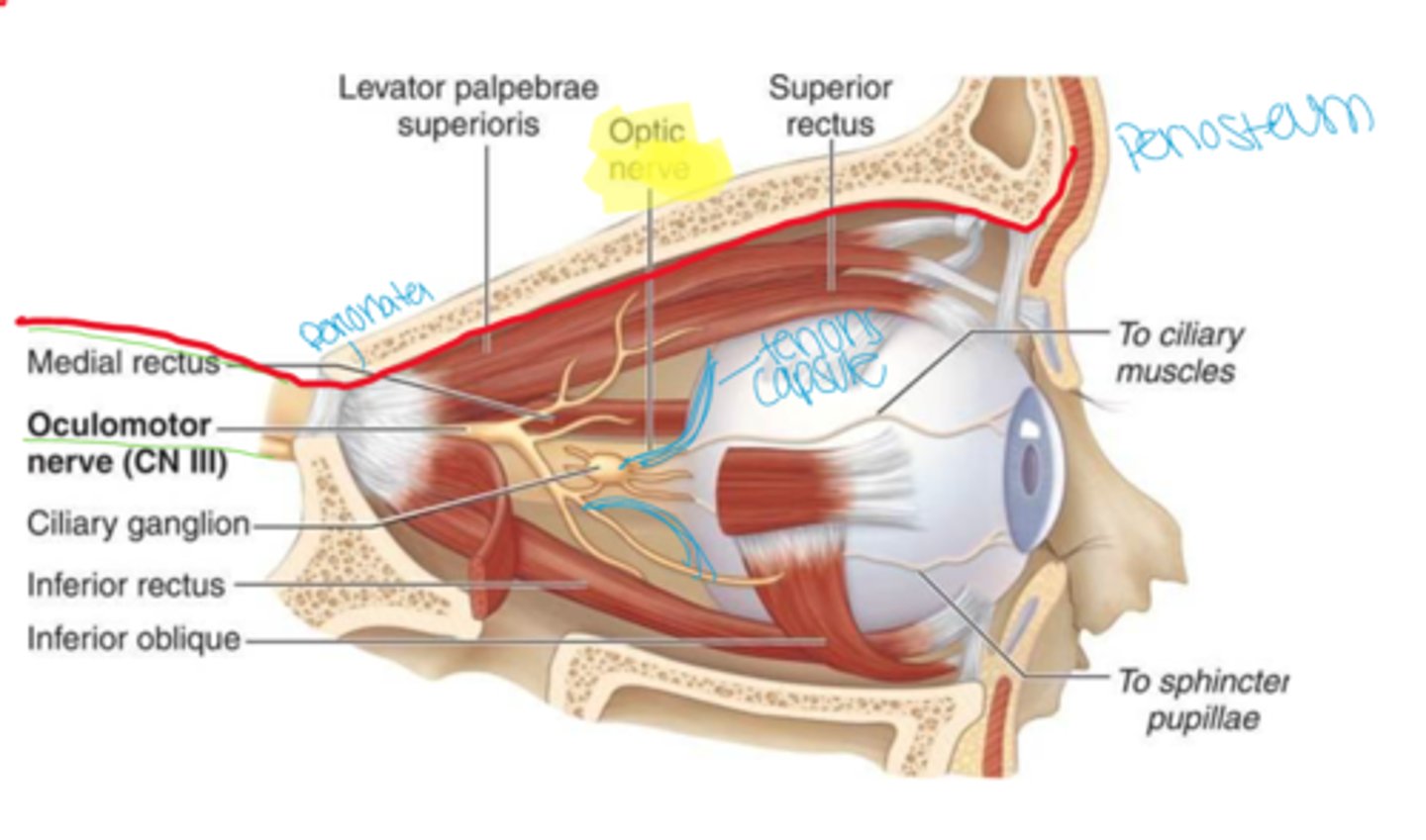 <p>Sheet of dense connective tissue that covers the bones of the orbit</p><p>attachment site for muscles, tendons, and ligaments</p><p>provides support structure</p>