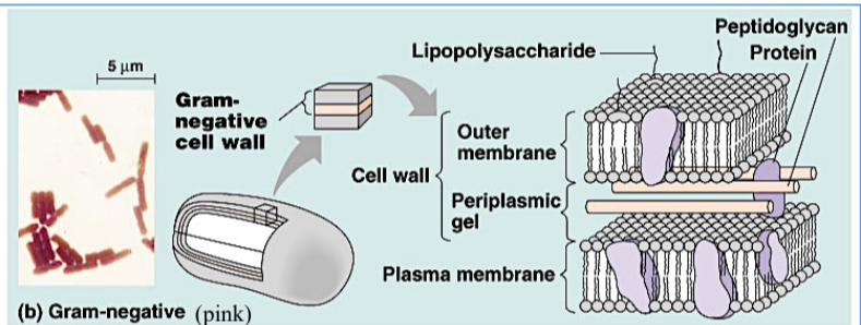 <p><span style="background-color: transparent;">thin layer of peptidoglycan and thin lipid outer plasma membrane, looks red</span></p>