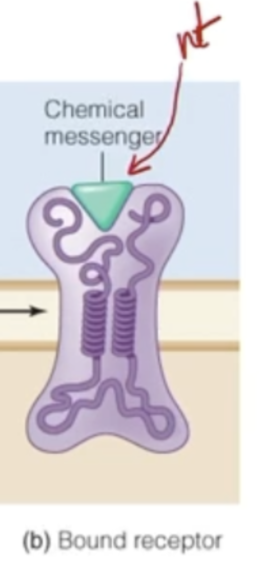 <ul><li><p>Chemical messenger that interacts with a receptor</p><ul><li><p><mark data-color="blue" style="background-color: blue; color: inherit;">Neurotransmitter</mark> (NT) is a specific type of ligand</p></li></ul></li></ul><p></p>