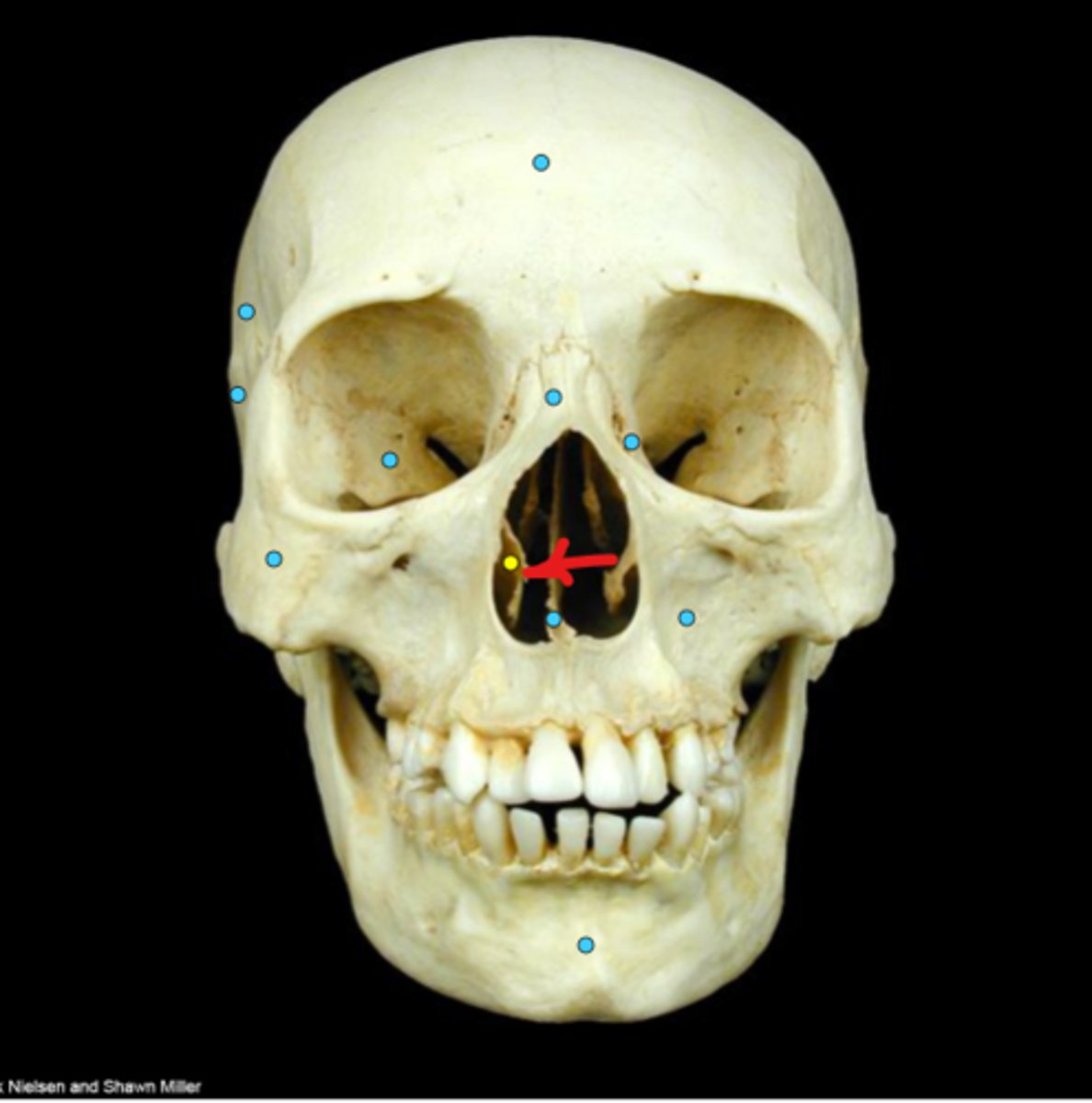 knowt flashcard image