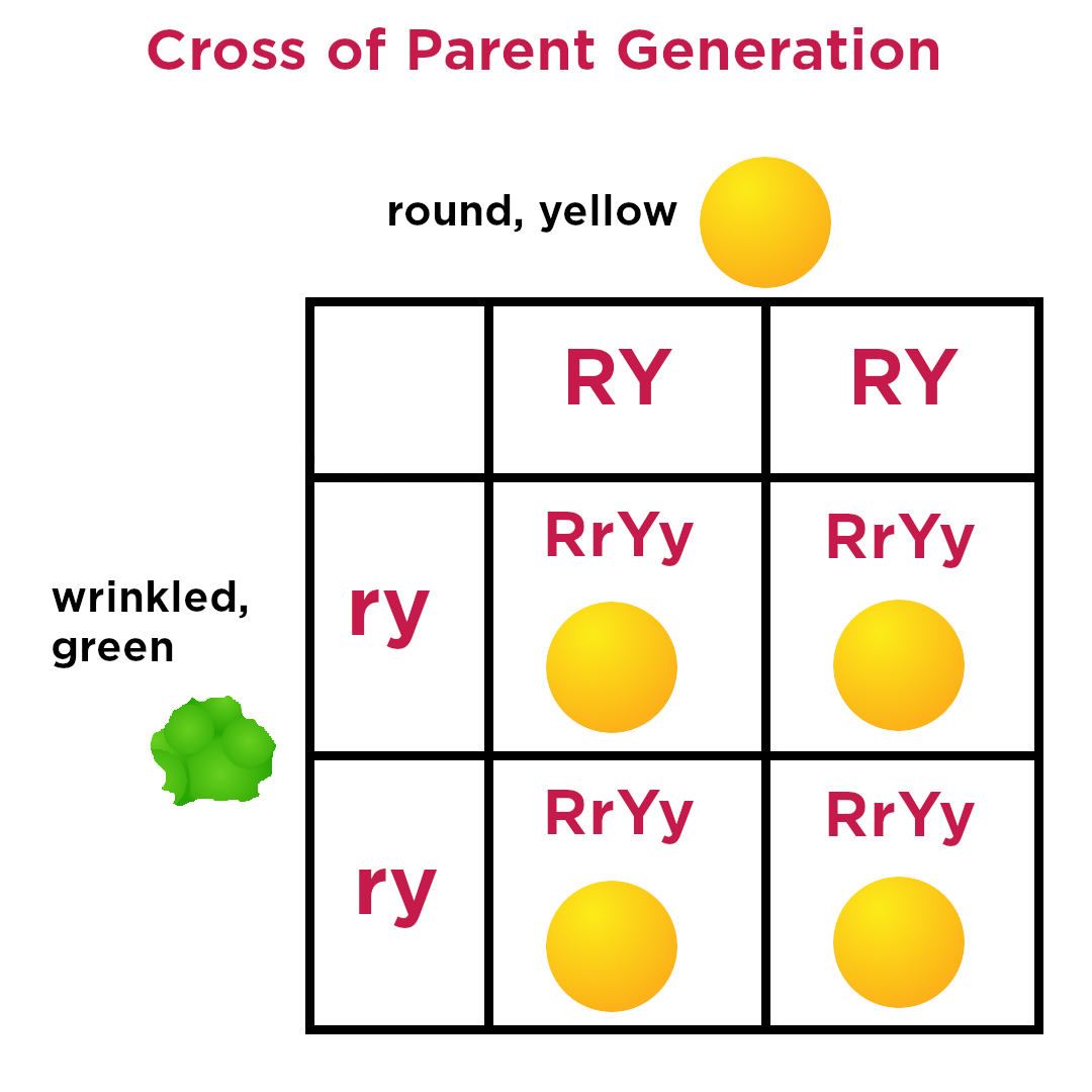 <p>a genetic cross between two individuals that are each heterozygous for two traits<span><span>, used to analyze the inheritance patterns of both traits simultaneously</span></span></p>