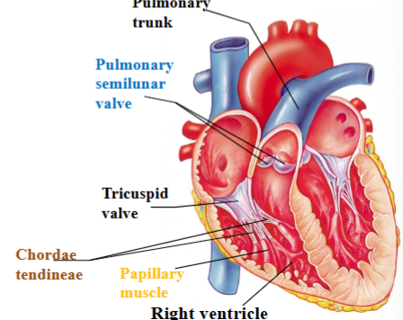 <p><span style="background-color: transparent;"><span>Separates right ventricle from pulmonary trunk (artery)</span></span></p>