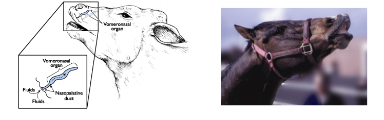 <p><strong>Social Cues that Hasten the Onset of Puberty</strong> </p><ul><li><p>___________________ <strong>(Rat, Ewe, Sow, and Possibly Cow)</strong></p></li><li><p><span style="color: blue;"><strong>Pheremones:</strong></span> volatile chemical compounds secreted by the body that are detected by olfactory system in some species - <strong><mark data-color="blue" style="background-color: blue; color: inherit;">CAN STIMULATE GnRH</mark></strong></p></li></ul><p></p>