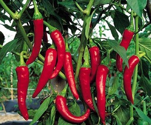 <p>Ornamental Pepper</p>