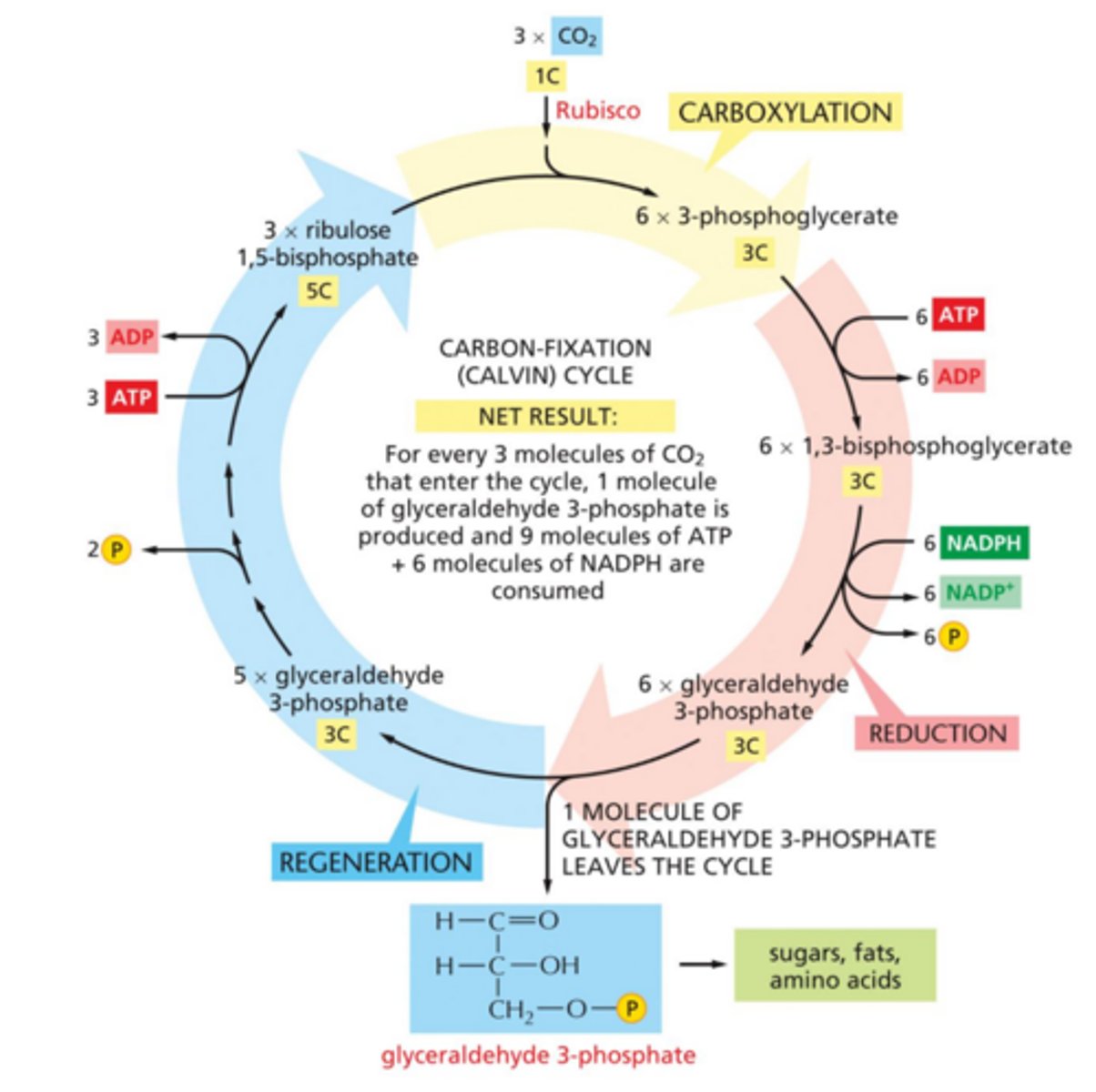 <p>What product is formed by the Calvin cycle? How is this product used within a plant cell?</p>
