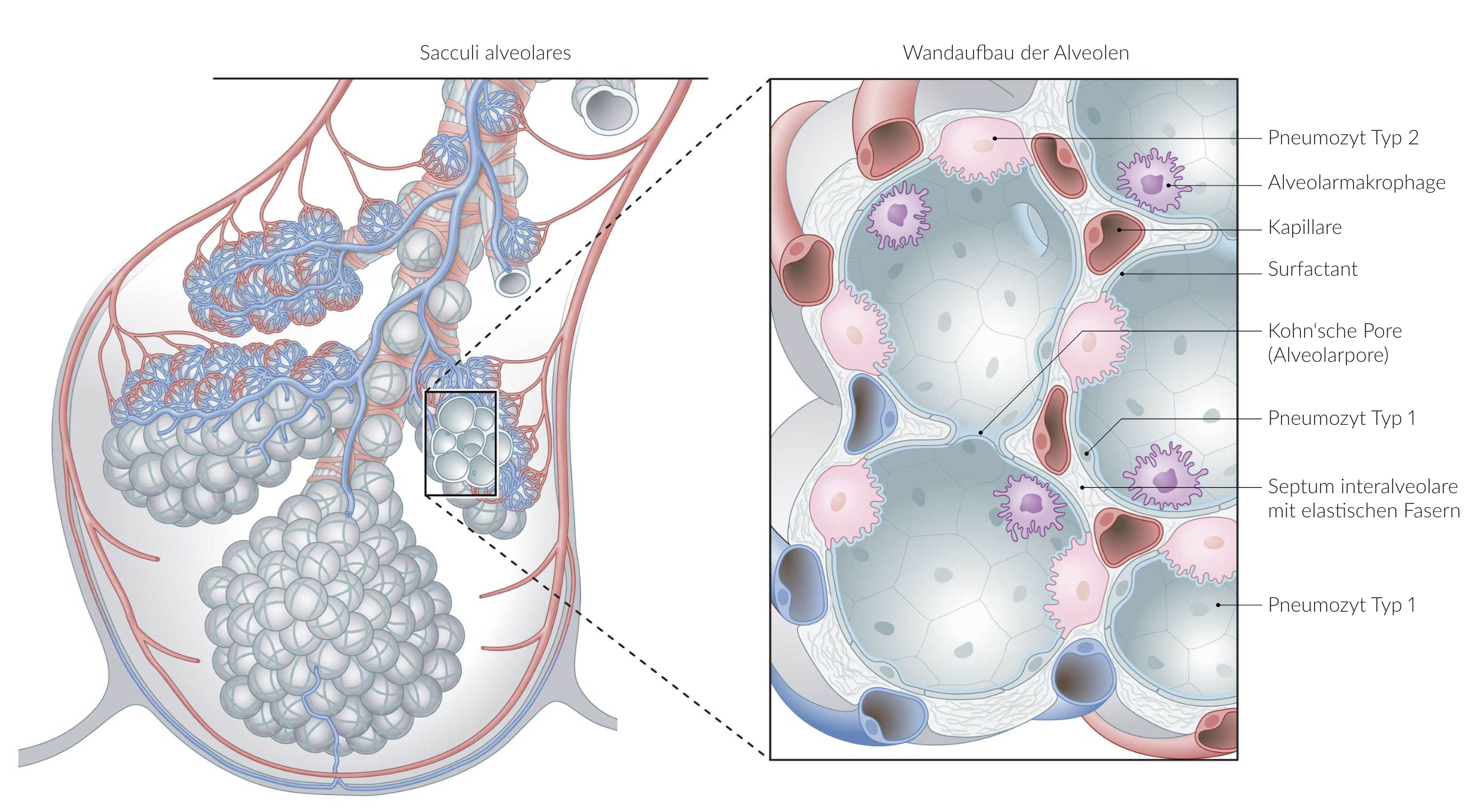 <p>B. Organ‑specific macrophages</p>