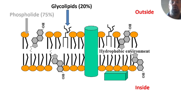 <p>Glycolipids - comparable structure to phospholipid </p><ul><li><p>ether bond</p></li></ul><p></p>