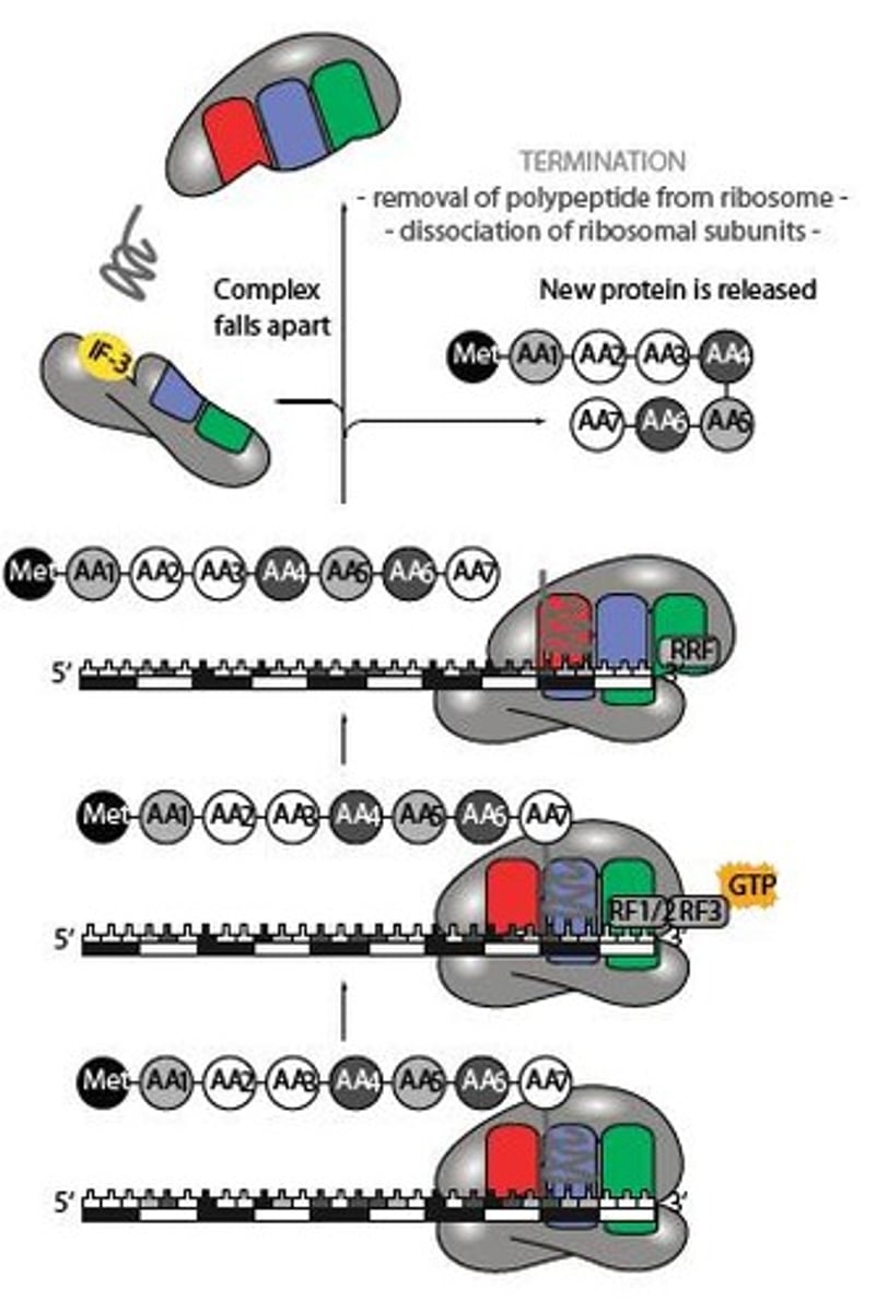<p>The final stage of translation where the completed polypeptide is released.</p>