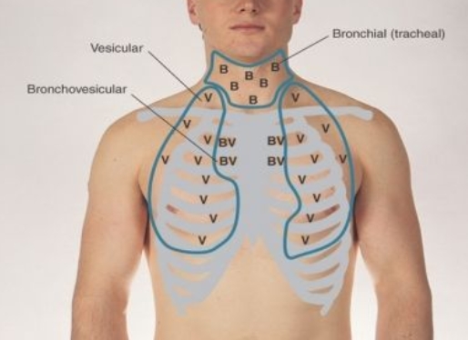 <ul><li><p>appendix</p></li><li><p><strong><u>ascending colon</u></strong></p></li><li><p><strong><u>cecum</u></strong></p></li><li><p><strong><u>rectum</u></strong></p></li><li><p>ovary, uterus, fallopian tubes</p></li><li><p>prostate, spermatic cord</p></li><li><p>small intestine</p></li><li><p>ureter</p></li></ul><p></p>