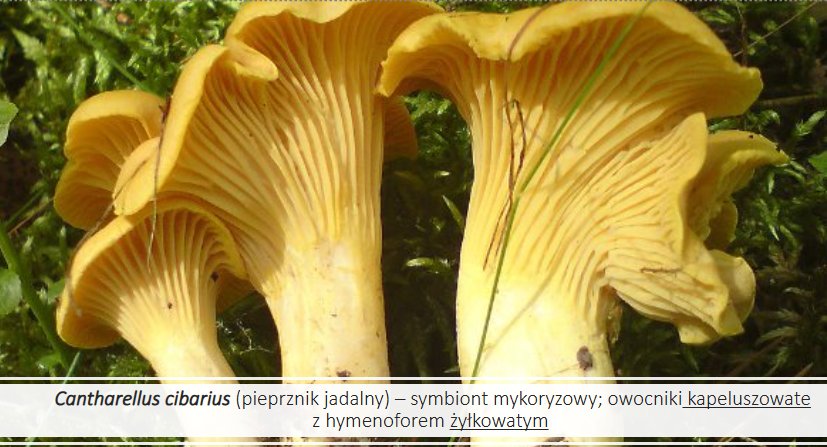 <p>Cantharellus cibarius</p><p>Gr.: BASIDIOMYCOTA</p><p>Podgr.: AGARICOMYCOTINA</p><p>Kl.: Agaricomycetes </p><p>Rz.: Cantharellales  </p>