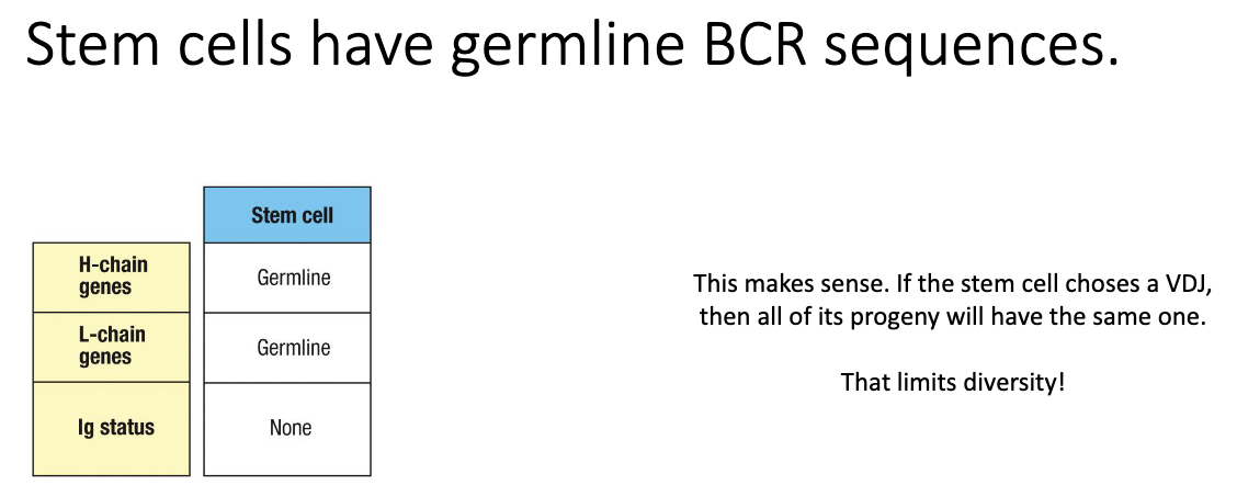 <ul><li><p><strong>Germline DNA</strong> = the unchanged sequence present in <strong>sperm or ovum</strong>.</p></li><li><p>Contains all V, D, and J segments <strong>before rearrangement</strong>.</p></li><li><p>Stem cells retain <strong>germline configuration</strong> so all descendant B cells can create unique rearrangements.</p></li><li><p>If the stem cell rearranged its DNA, all descendant cells would share the same VDJ → no diversity.</p></li><li><p>Early stem cells show <strong>no rearrangement</strong> in heavy or light chains.</p></li></ul><p></p>