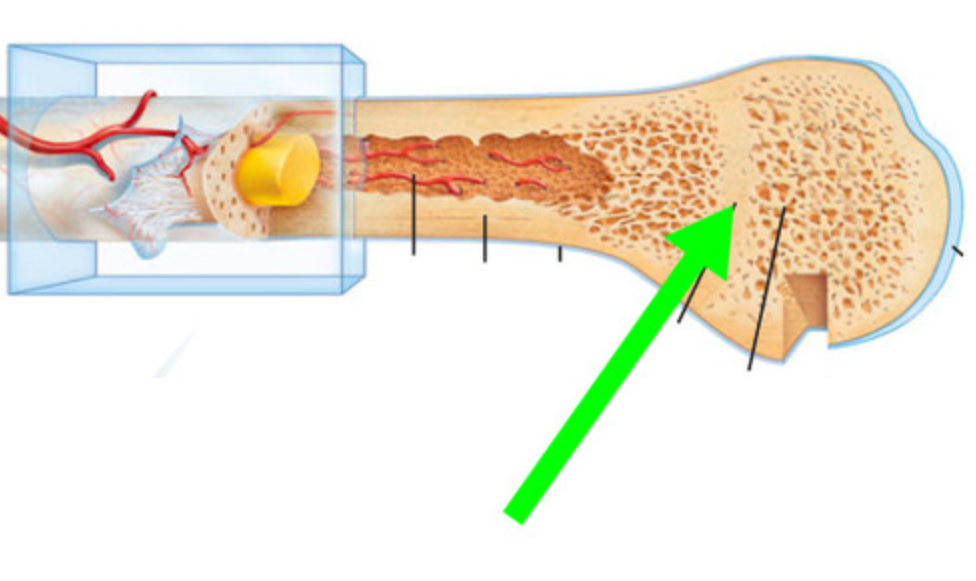 <p>What is this bone structure?</p>