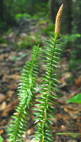 <p><em>Lycopodium obscurum</em></p>