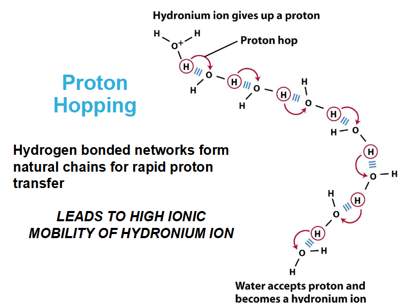 <ul><li><p>protons don’t exist freely in solution </p></li><li><p>They are hydrated to form hydronium (oxonium) ions (H3O+)</p></li><li><p>hydronium ions are solvated by nearby water molecules</p></li><li><p>Covalent and hydrogen bonds are interchangeable which allows for fast mobility of protons in water via proton hopping</p></li><li><p>Proton hopping leads to high ionic mobility for hydronium ion </p></li></ul><p></p>