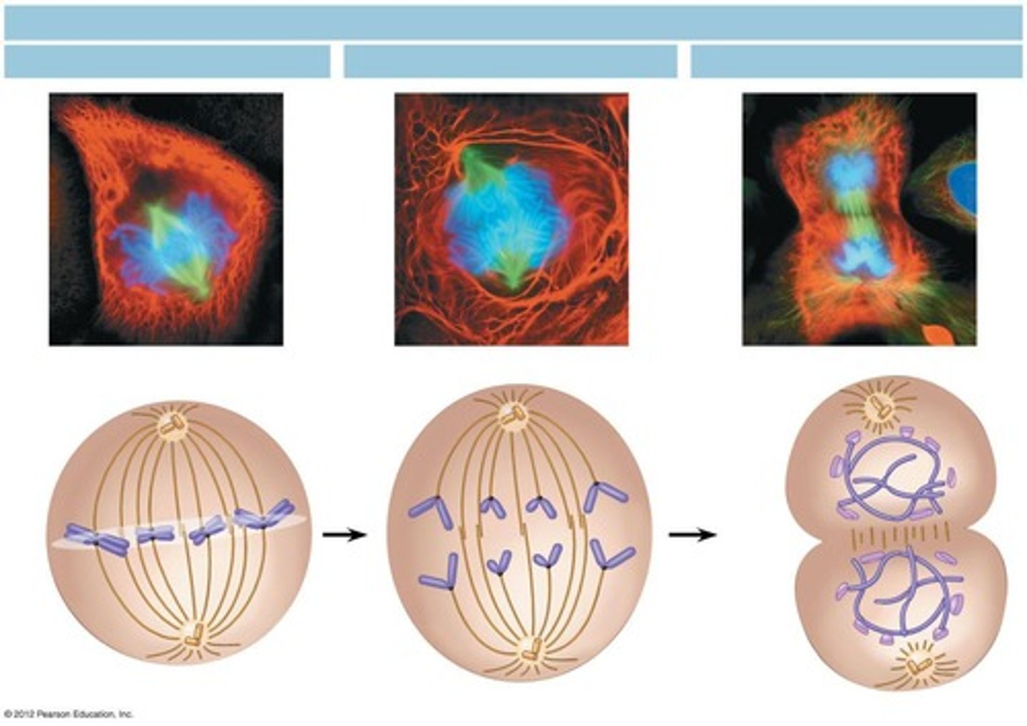 <p>Sister chromatids are pulled apart toward opposite poles of the cell.</p>