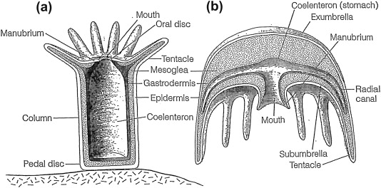 <p>Body form of Cnidarians (Hyroids, corals, and anemones) </p><p>witth a pedal disc, column and oral disc and manubrium at top </p>